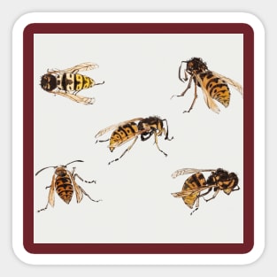 Studies of wasps by Julie de Graag (1877-1924). Sticker